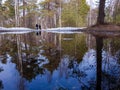 Spring in the North. Jags. Severodvinsk. Unique pine forest