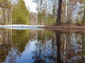 Spring in the North. Jags. Severodvinsk. Unique pine forest