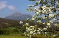 Spring in the Caucasus. Royalty Free Stock Photo
