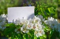 Spring notes Royalty Free Stock Photo