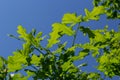 Spring oak leaves on a dark background. Tree branches with fresh green leaves. Spring background Royalty Free Stock Photo