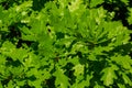 Spring oak leaves on a dark background. Tree branches with fresh green leaves. Spring background Royalty Free Stock Photo