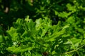 Spring oak leaves on a dark background. Tree branches with fresh green leaves. Spring background Royalty Free Stock Photo