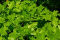 Spring oak leaves on a dark background. Tree branches with fresh green leaves. Spring background Royalty Free Stock Photo