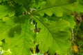 Spring oak leaves on a dark background. Tree branches with fresh green leaves. Spring background Royalty Free Stock Photo