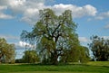 Spring Oak