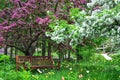Spring in Olbrich Garden surrounded by apple blossoms. Royalty Free Stock Photo