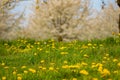 Dandelion field with blur cherry blossom trees in the background Royalty Free Stock Photo