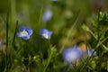 Speedwell, GewitterblÃÂ¼mchen in green spring garden Royalty Free Stock Photo