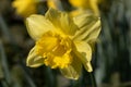 Yellow Daffodil, gelbe Osterklocke - Narzisse Royalty Free Stock Photo