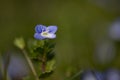 Speedwell, GewitterblÃÂ¼mchen in the green spring garden Royalty Free Stock Photo