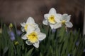 White-Yellow Daffodil, weiss-gelbe Osterklocke - Narzisse Royalty Free Stock Photo