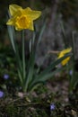 Yellow Daffodil, gelbe Osterklocke - Narzisse Royalty Free Stock Photo