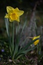 Yellow Daffodil, gelbe Osterklocke - Narzisse Royalty Free Stock Photo