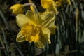 Yellow Daffodil, gelbe Osterklocke - Narzisse Royalty Free Stock Photo