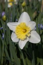 White-Yellow Daffodil, weiss-gelbe Osterklocke - Narzisse Royalty Free Stock Photo