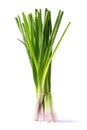 Spring onion Royalty Free Stock Photo