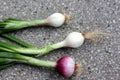 Spring onion Royalty Free Stock Photo