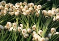 Spring onion in the bunches Royalty Free Stock Photo