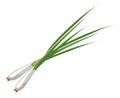 Spring onion cartoon icon. Natural green vegetable