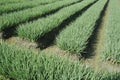 Spring onion field