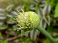 Spring Onion flower Royalty Free Stock Photo