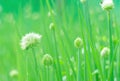 Spring onion flower Royalty Free Stock Photo