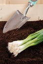 Spring onion garden still life Royalty Free Stock Photo