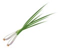 Spring onion. Green spicy vegetable color icon