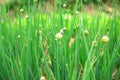 Spring onion Royalty Free Stock Photo