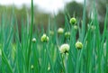 Spring onion Royalty Free Stock Photo