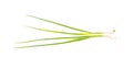 Spring onion isolated Royalty Free Stock Photo