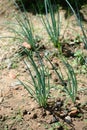 Spring onion seedlings planted on dirt home gardening sunshine growth