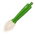 Spring onion Royalty Free Stock Photo