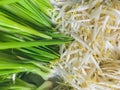 Spring onion and sprouts Royalty Free Stock Photo