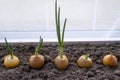 Spring onion sprouts make their way from the bulbs growing in the ground in a white wooden container Royalty Free Stock Photo