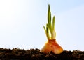 Spring onion vegetables growing garden Royalty Free Stock Photo