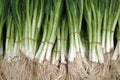 Spring onions Royalty Free Stock Photo