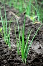 Spring onions Royalty Free Stock Photo