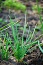 Spring onions Royalty Free Stock Photo