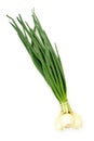 Spring onions Royalty Free Stock Photo