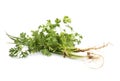 Vegetables, Spring onions and coriander on white background Royalty Free Stock Photo