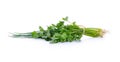 Spring onions and coriander on white background Royalty Free Stock Photo