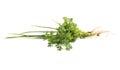 Vegetables, Spring onions and coriander on white backgroundSpring onions and Royalty Free Stock Photo