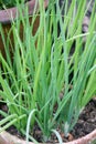 Spring onions