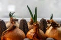 Spring onions growing in a carton egg box on the windowsill. Close up