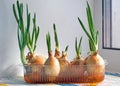 Spring onions growing in plastic box with water. Royalty Free Stock Photo