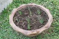 Spring onions growing in the soil Royalty Free Stock Photo