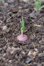 Spring onions growing in the soil Royalty Free Stock Photo