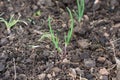 Spring onions growing in the soil Royalty Free Stock Photo